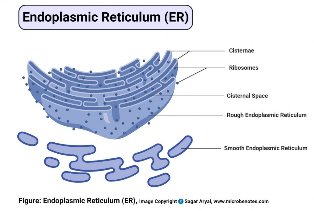 Rough endoplasmic reticulum