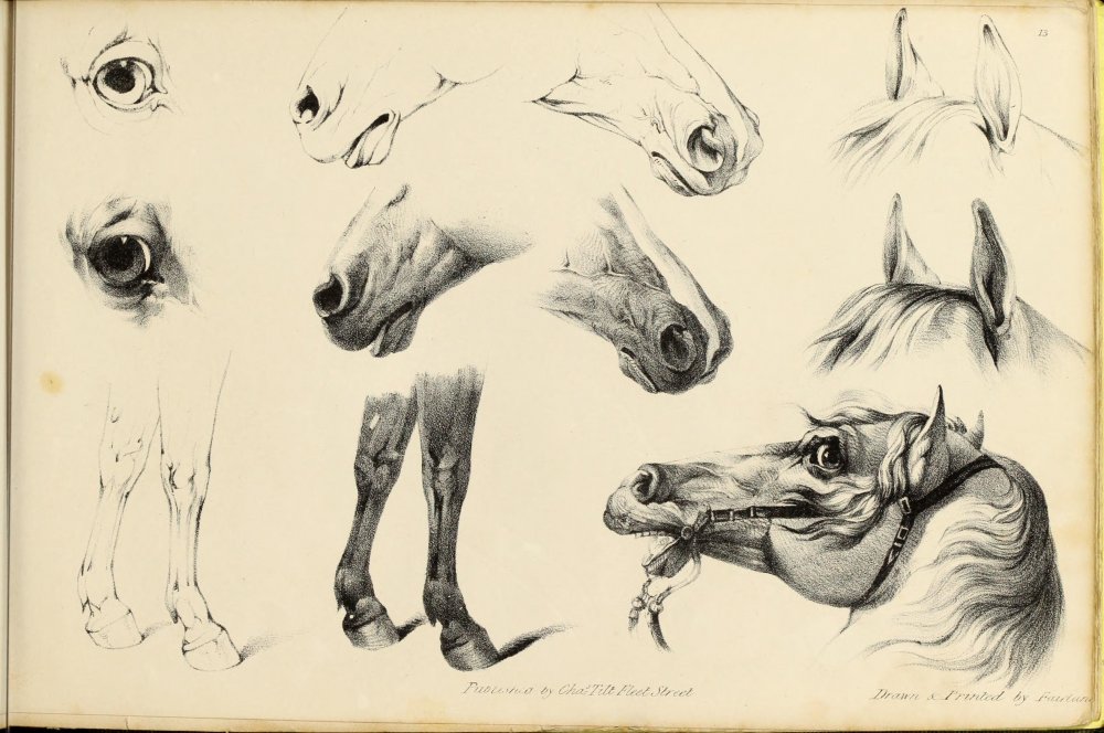 Анатомия головы лошади для рисования