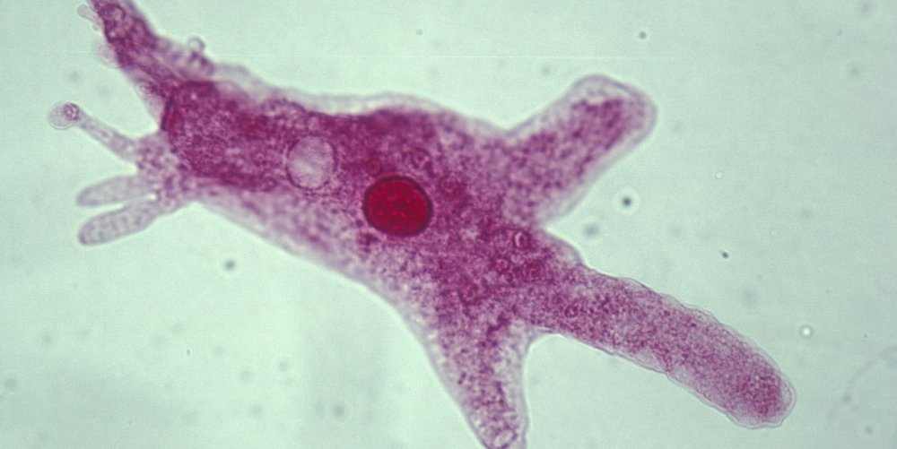 Дизентерийная амеба микроскоп