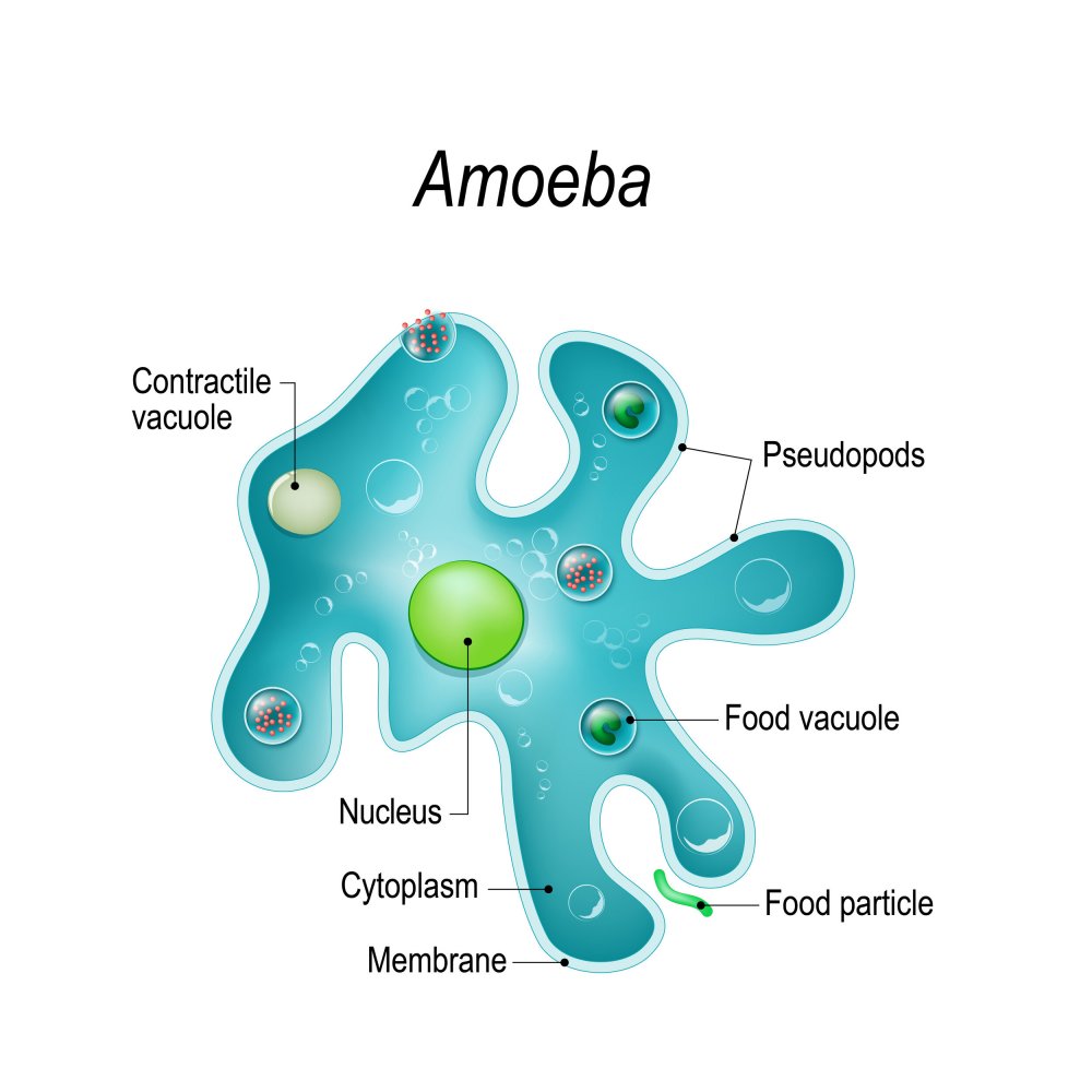 Амеба Протеус