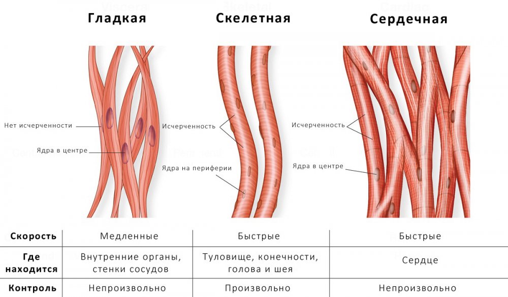 Скелетная мышечная ткань и гладкая мышечная ткань