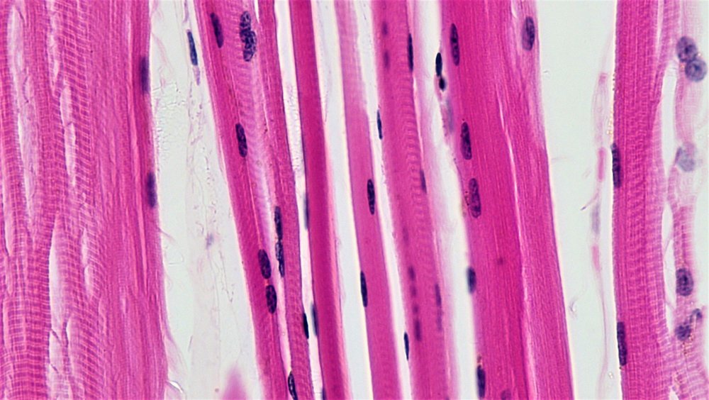 Scelete Muscule под микроскопом