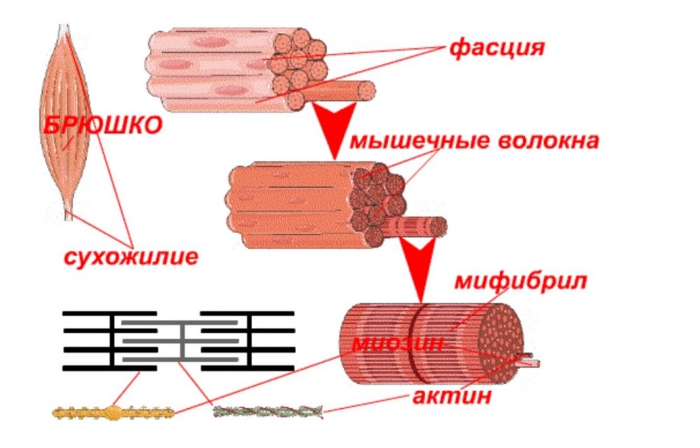 Мышечная ткань актин и миозин