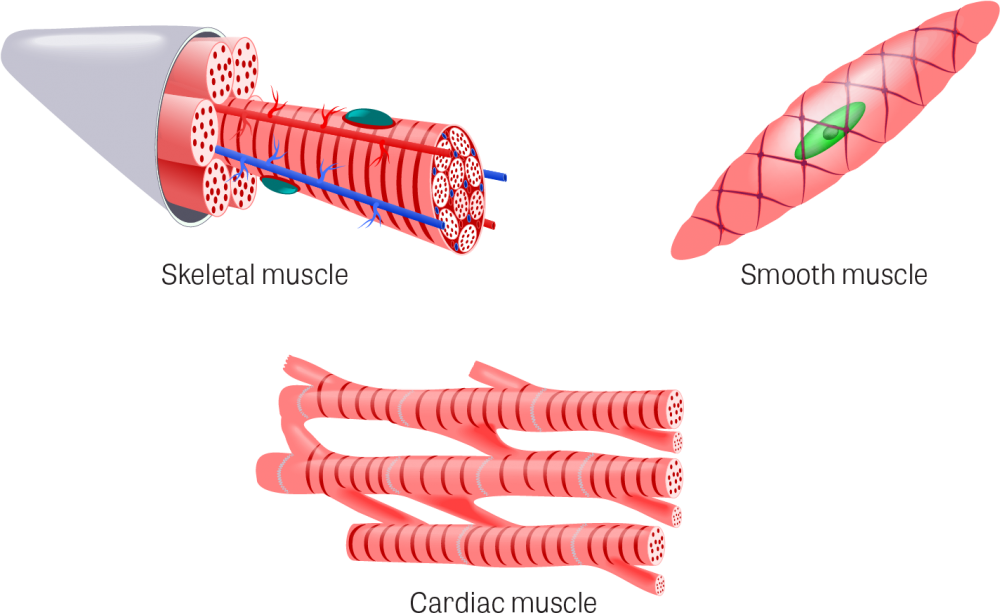 Мышечные клетки на прозрачном фоне