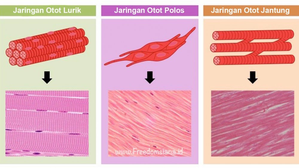 Types of muscle Tissue