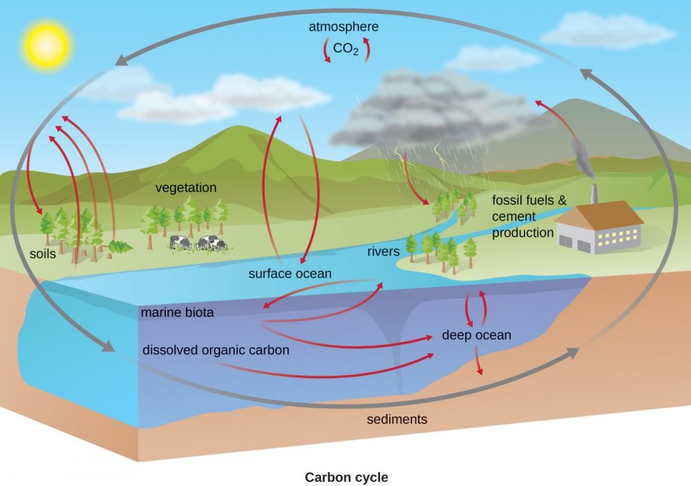 Carbon Cycle co2