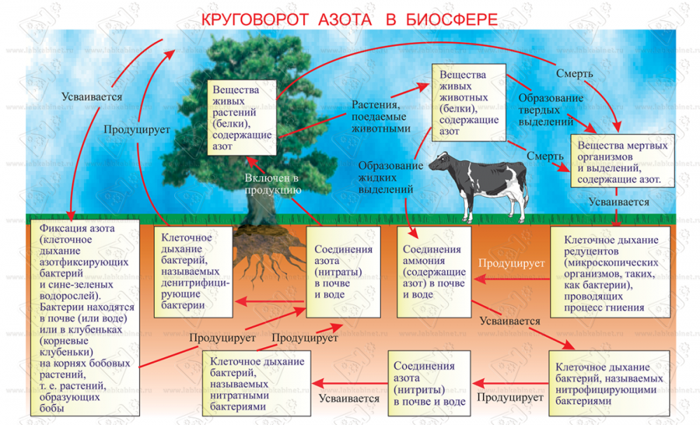 Круговорот азота в биосфере схема