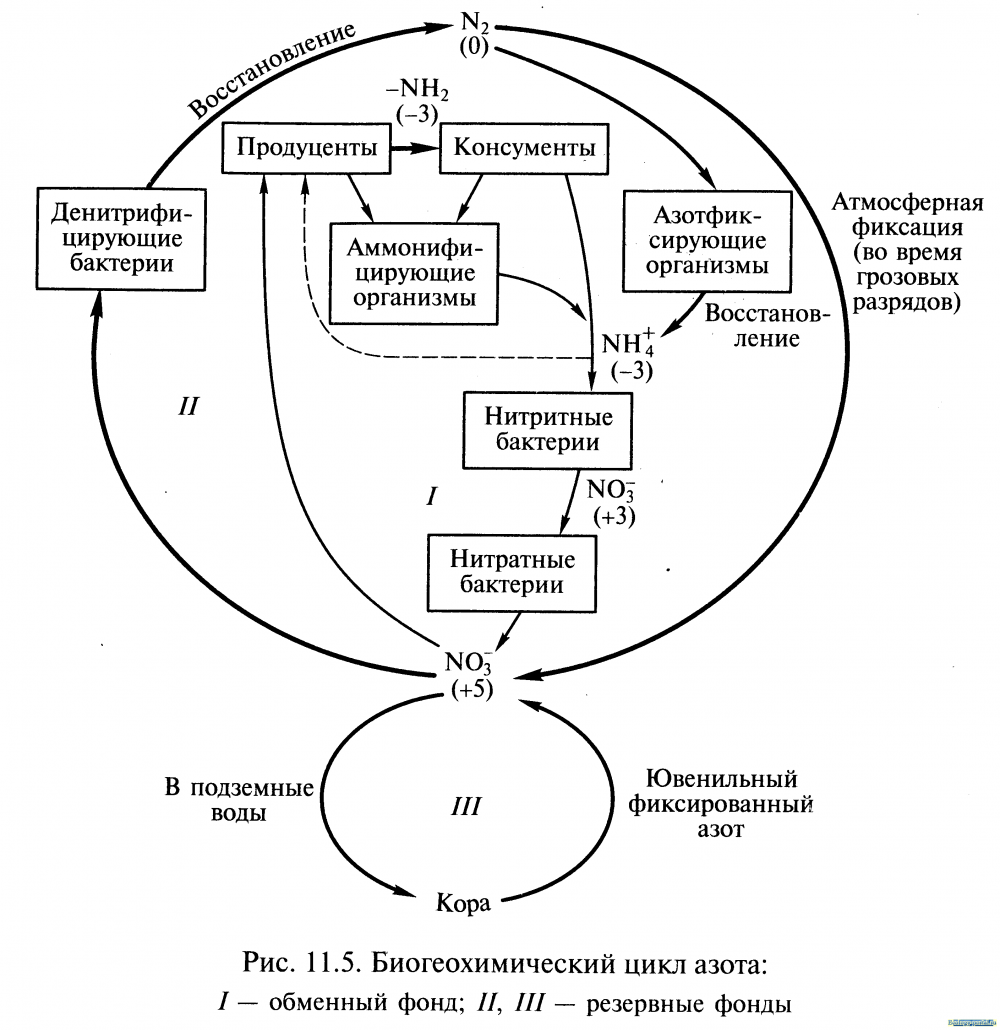 Биогеохимический цикл кислорода схема