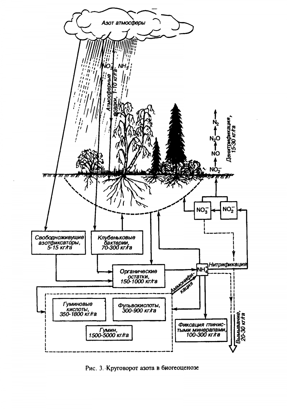 Схема круговорота биогеохимического цикла азота