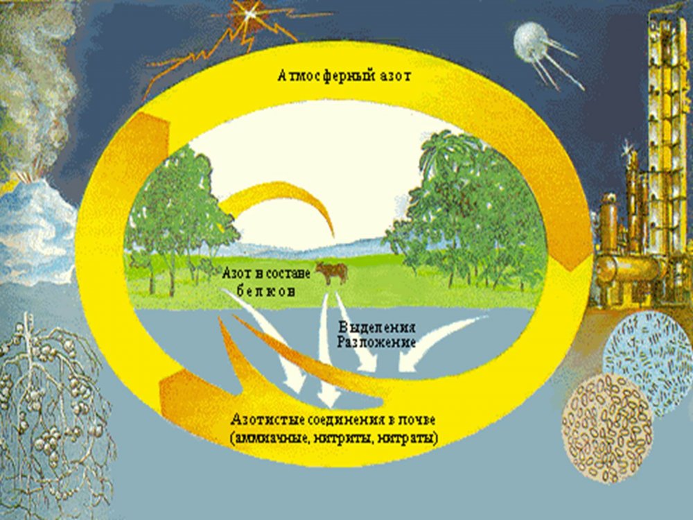 Биогеохимический цикл азота