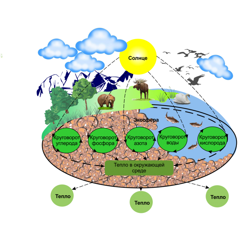 Биогеохимический круговорот цикл