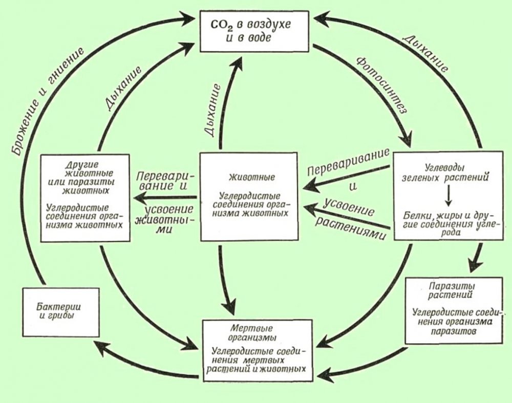 Биогеохимический цикл углерода схема