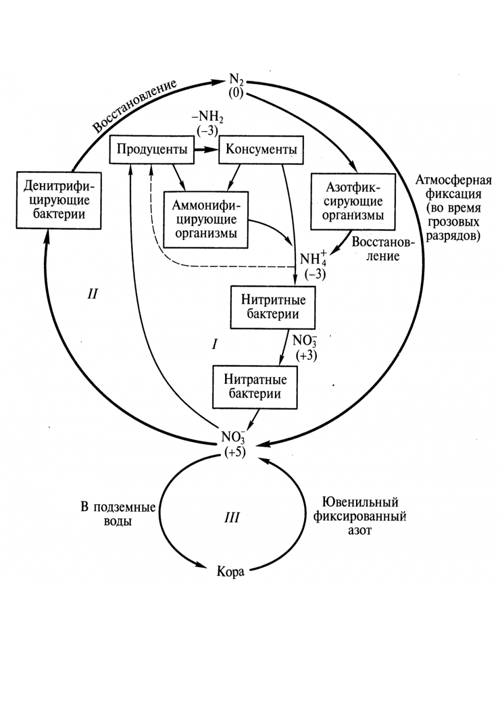 Схема круговорота биогеохимического цикла азота