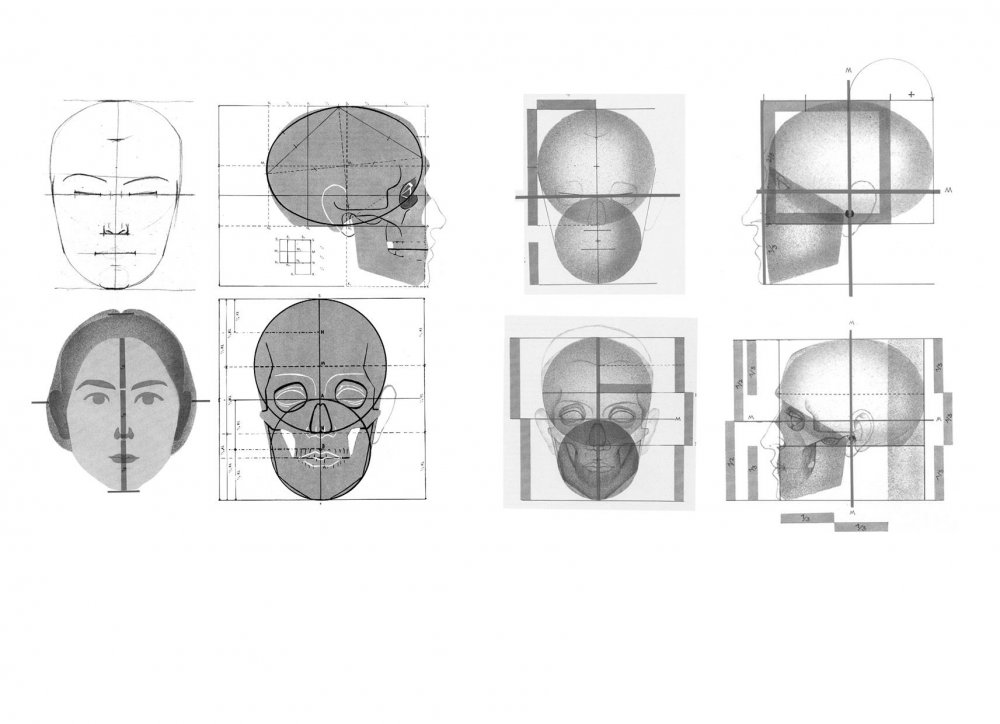 Пропорции головы человека Баммес