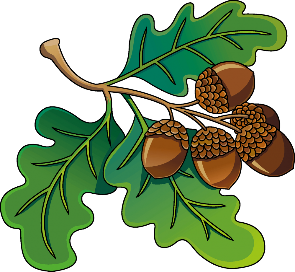 Листья дуба с желудями