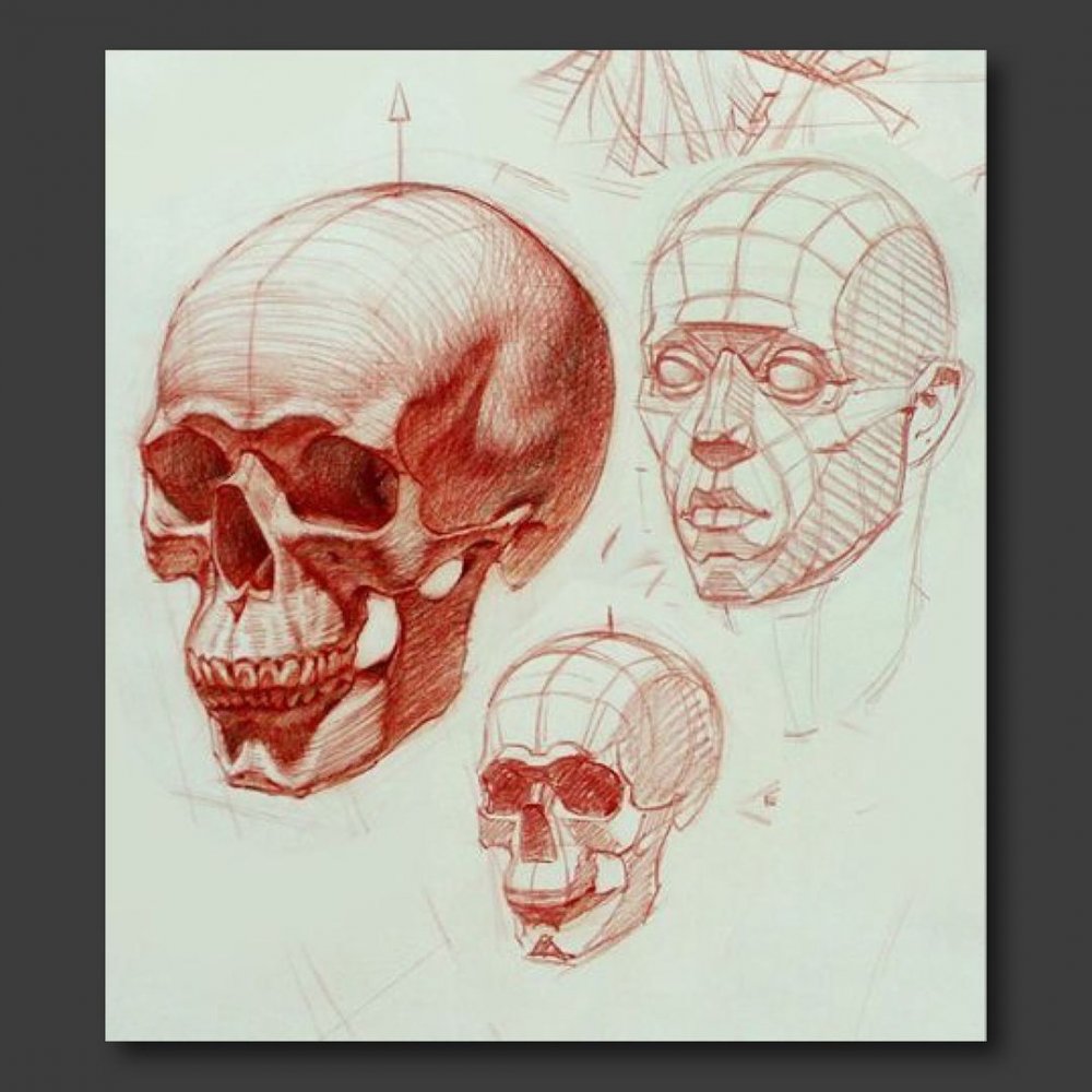 Баммес анатомия для художников череп