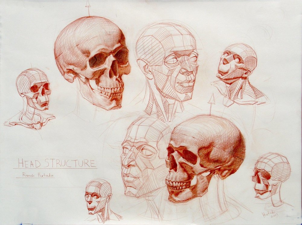 Рыжкин анатомия головы