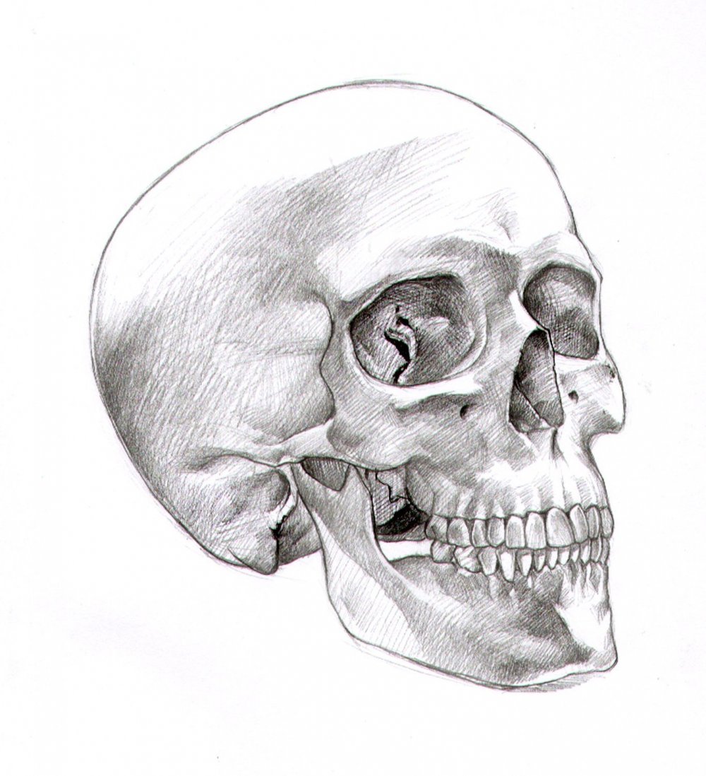 Рисование черепа в 3)4