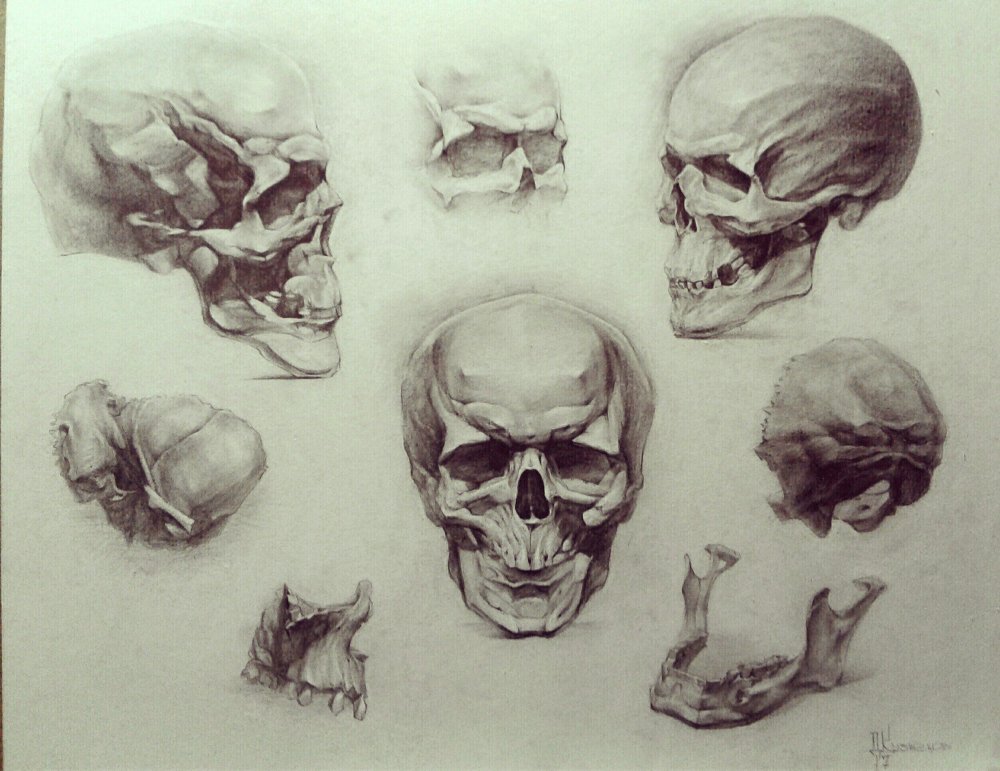 Академический рисунок черепа Академия художеств