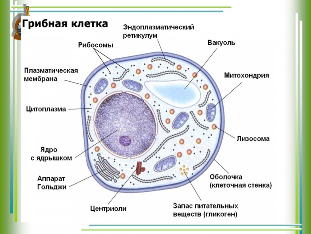 Строение эукариотической клетки грибной