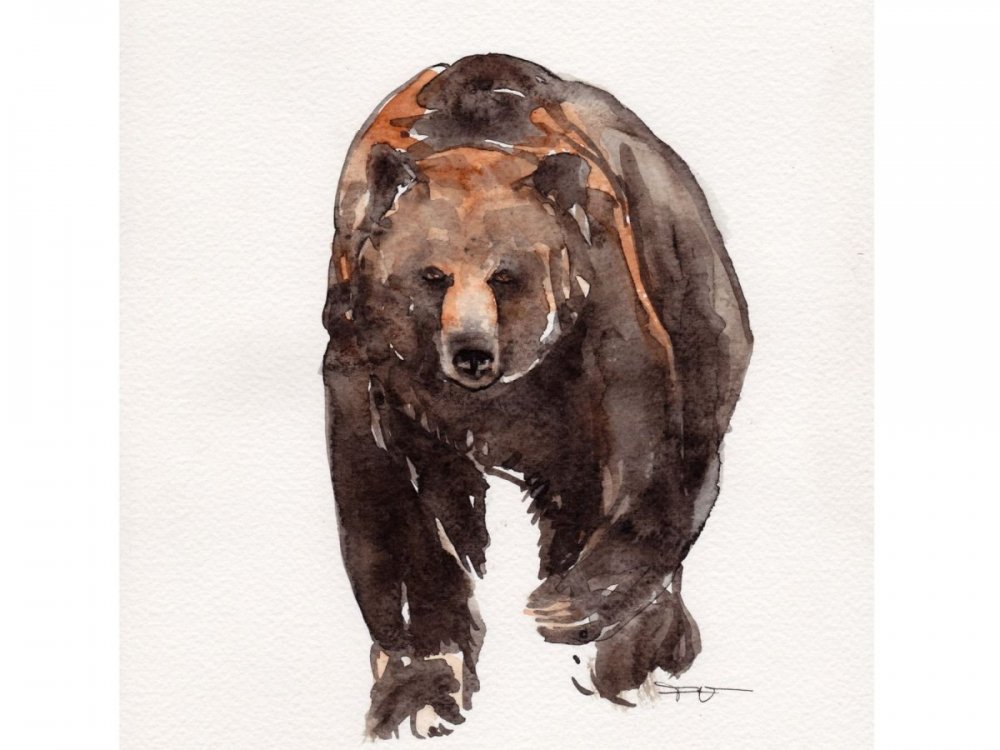 Бурый медведь акварель
