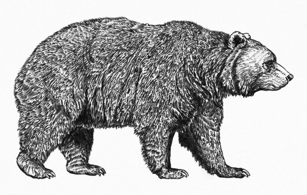 Бурый медведь вид сбоку