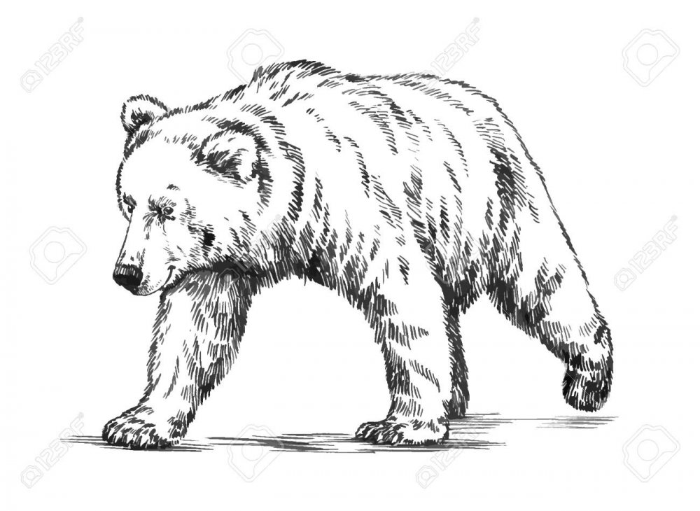 Бурый медведь черно белый