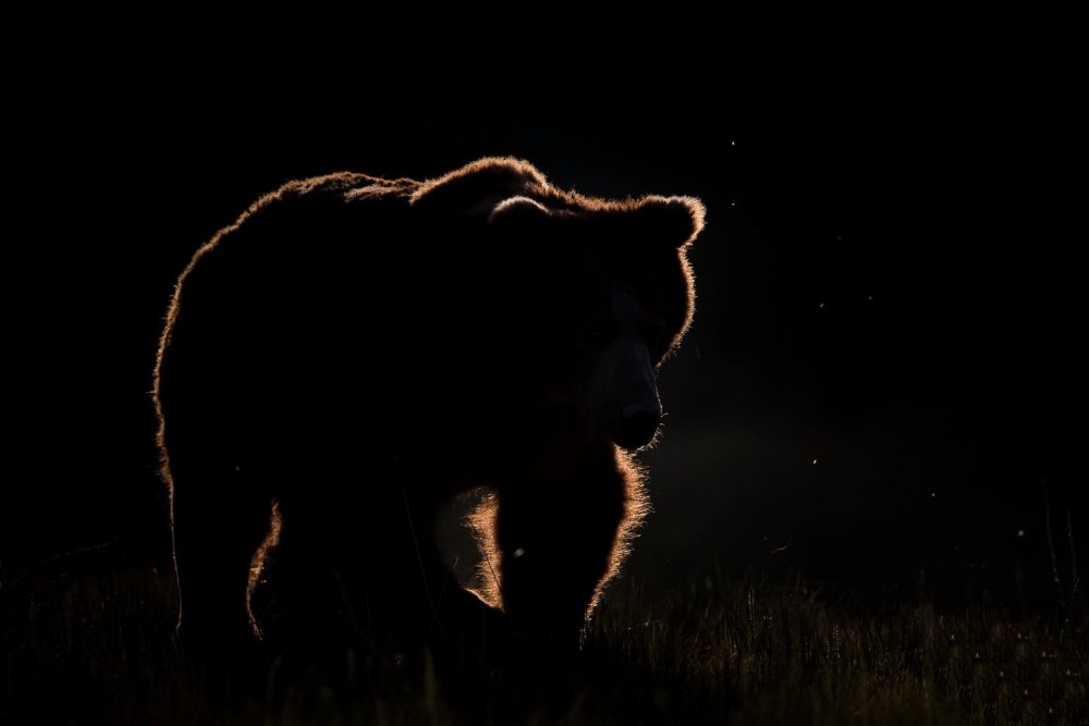 Медведь на темном фоне