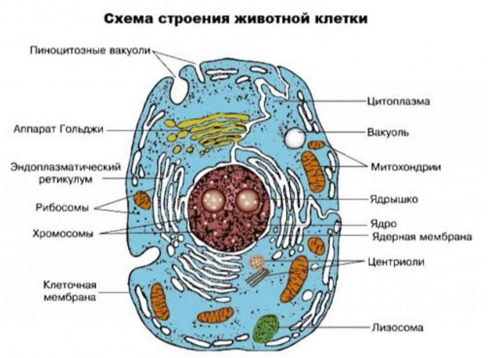 Рисунок животной клетки с обозначениями