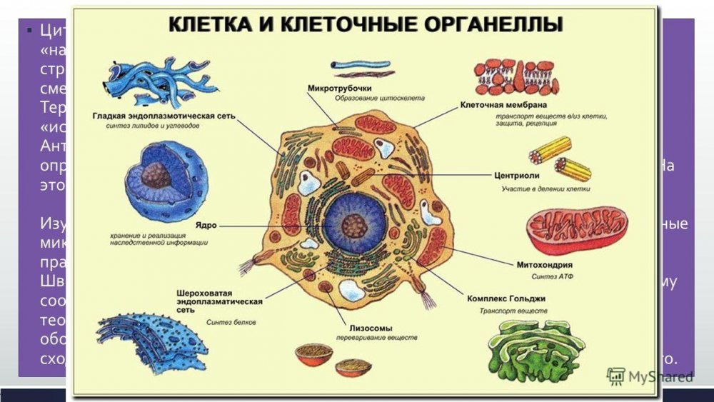 Структура клеток органоиды ( органеллы)