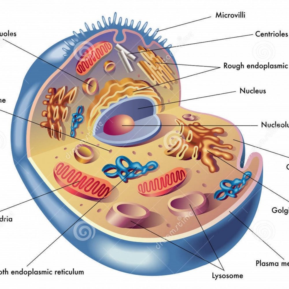 Клетка эукариотическая цитология