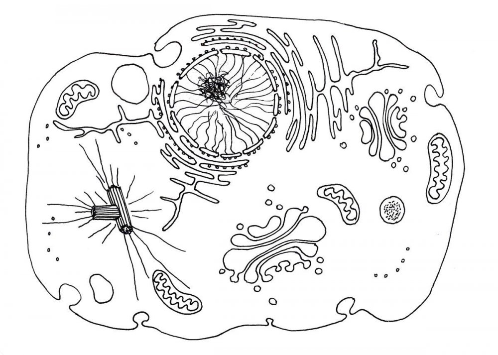 Клетка эукариот без подписей