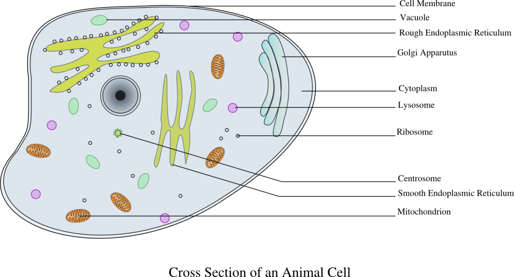 Строение эукариотической клетки рисунок