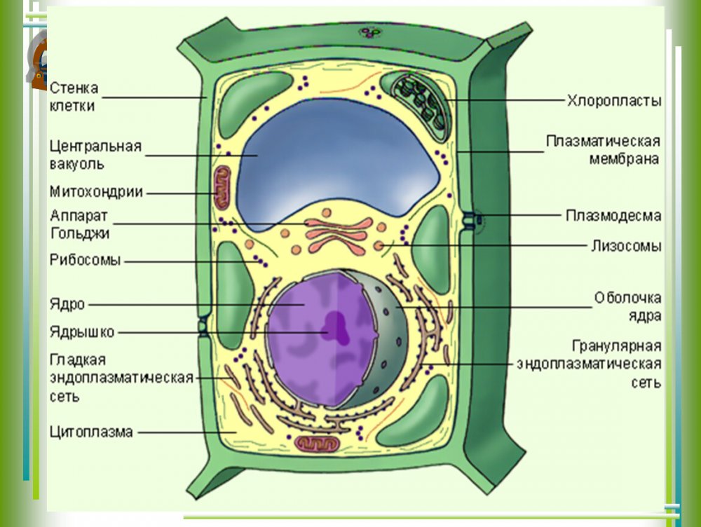 Органоиды растительной клетки клетки