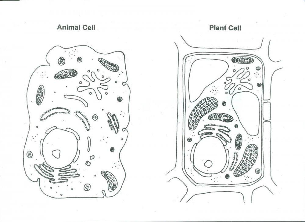Строение растительной и животной клетки без подписей