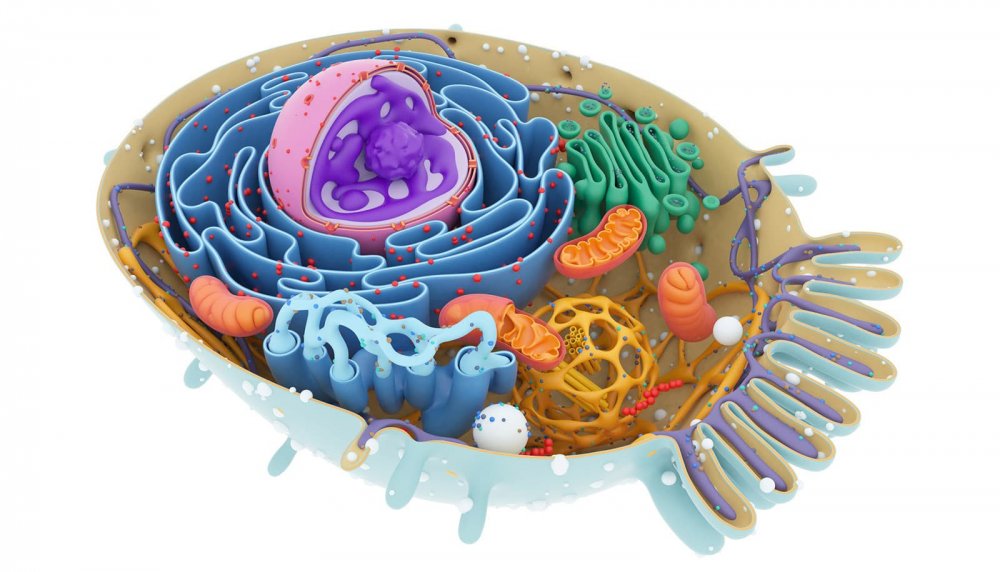 Эукариотическая клетка 3д модель