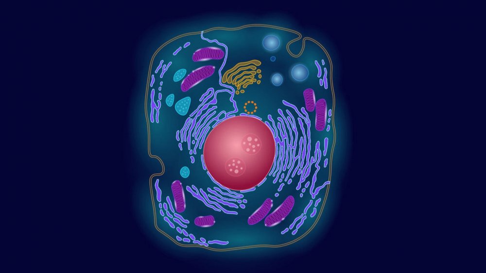 Плакат клетка по биологии