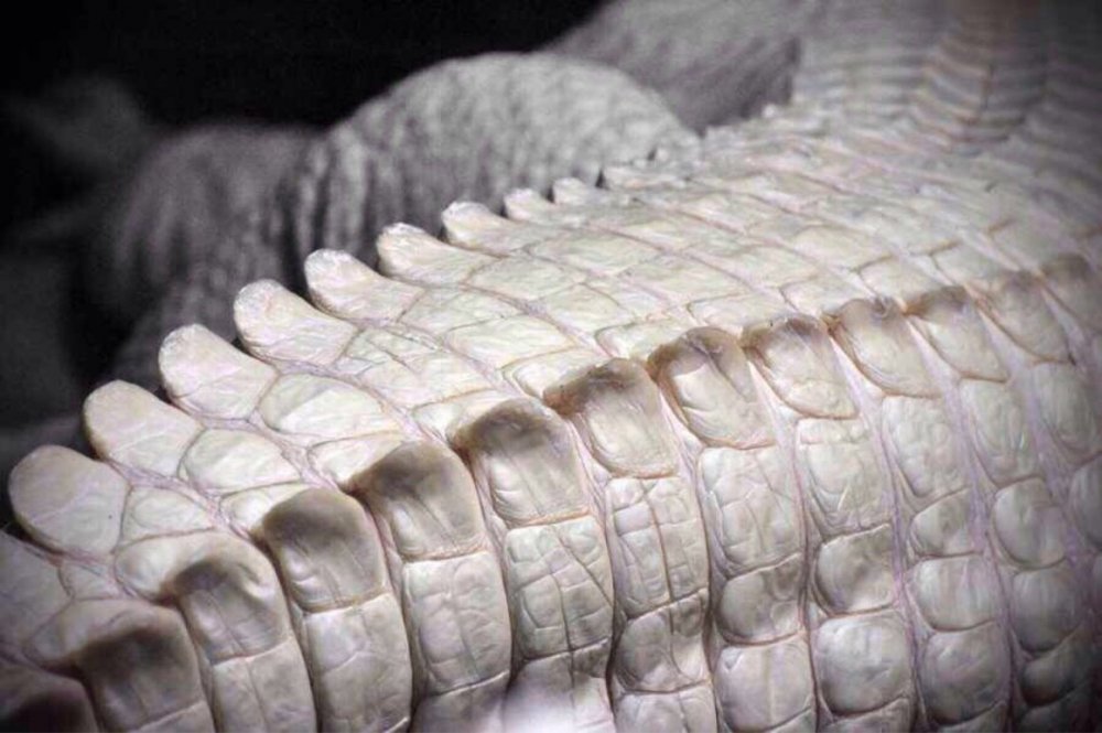 Крокодилья чешуя