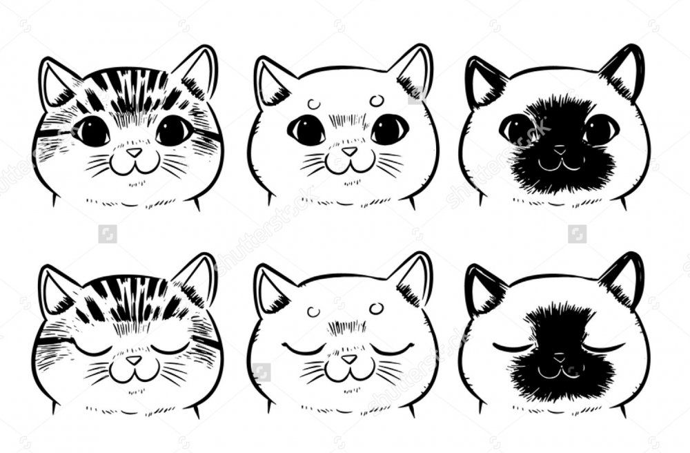 Котик мордочка черно белая