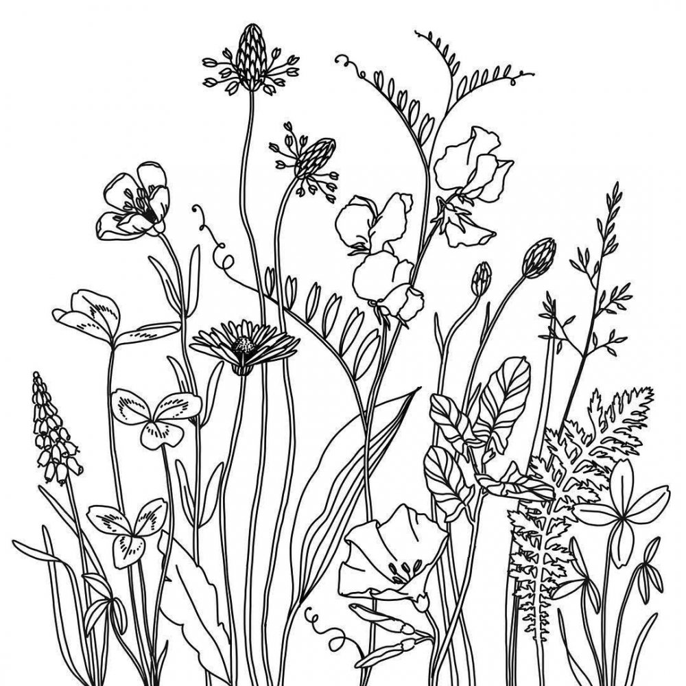 Графика полевые цветы и травы