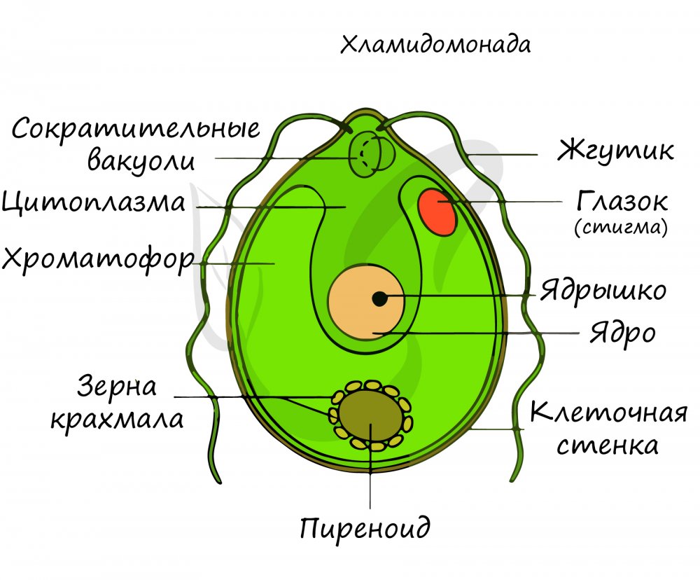 Одноклеточная водоросль хламидомонада