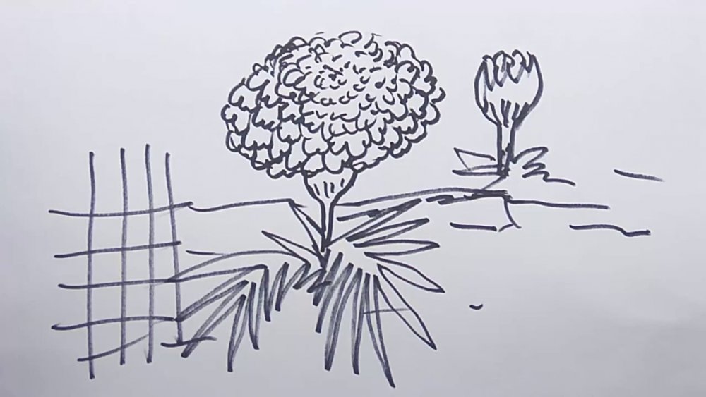 How to draw a Marigold