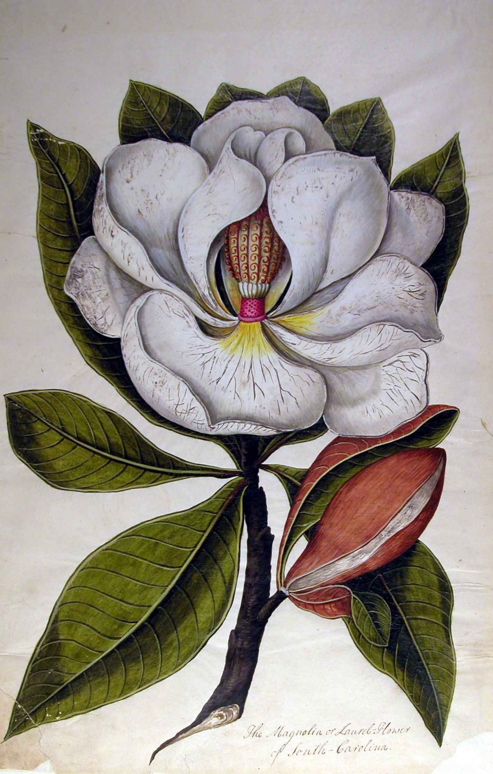Magnolia grandiflora Botanic