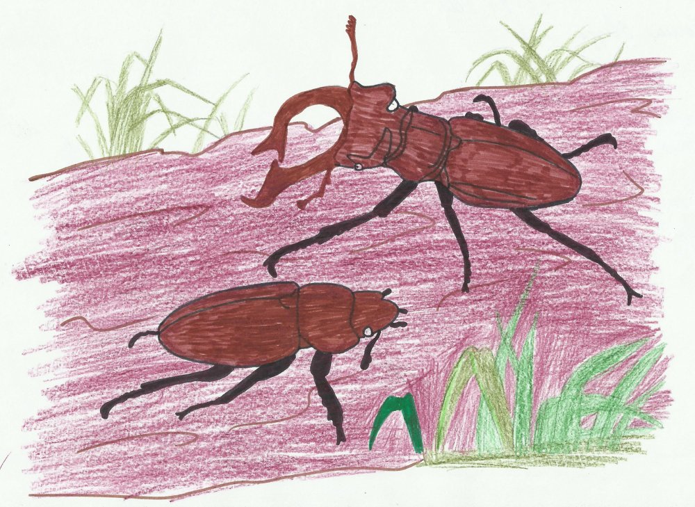 Рисунки природы с жуком оленем