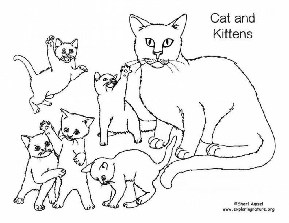 Раскраска семья кошек