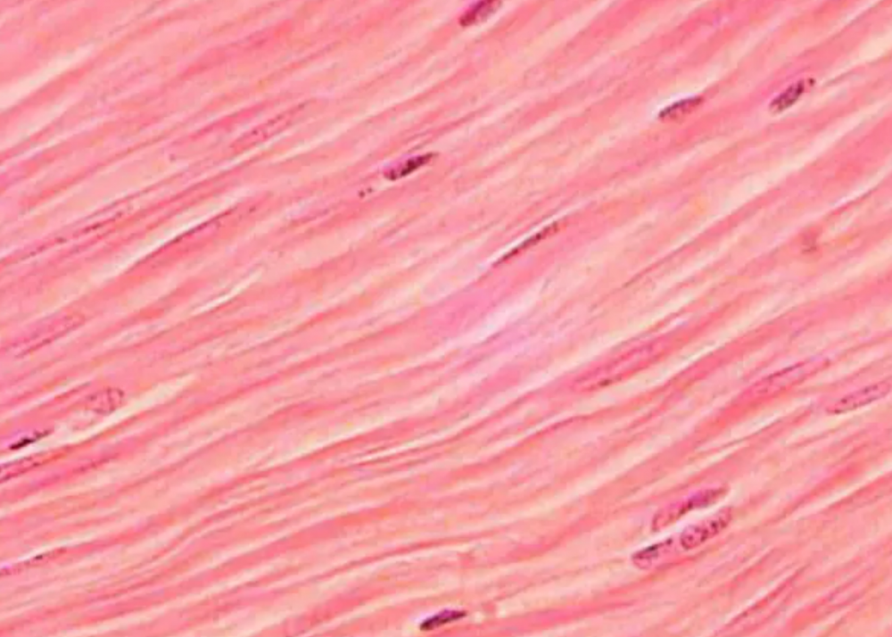 Гладкая мускулатура микропрепарат