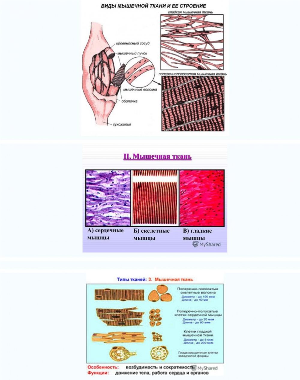 Разновидности мышечной ткани строение и функции