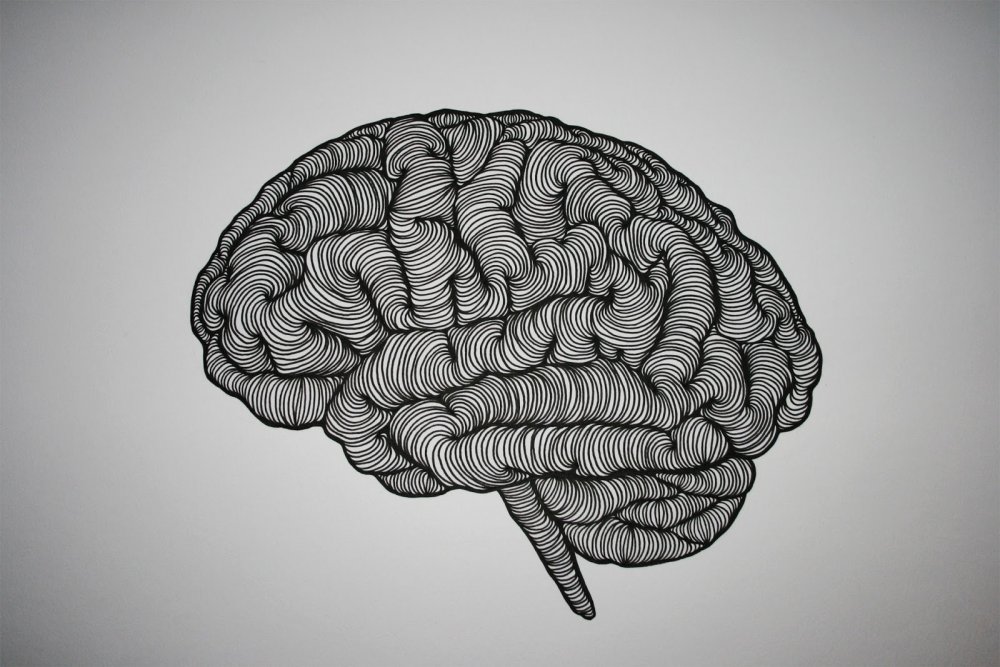 Мозг нарисованный
