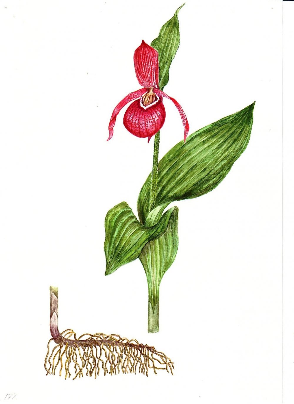 Растение Орхидея Венерин башмачок
