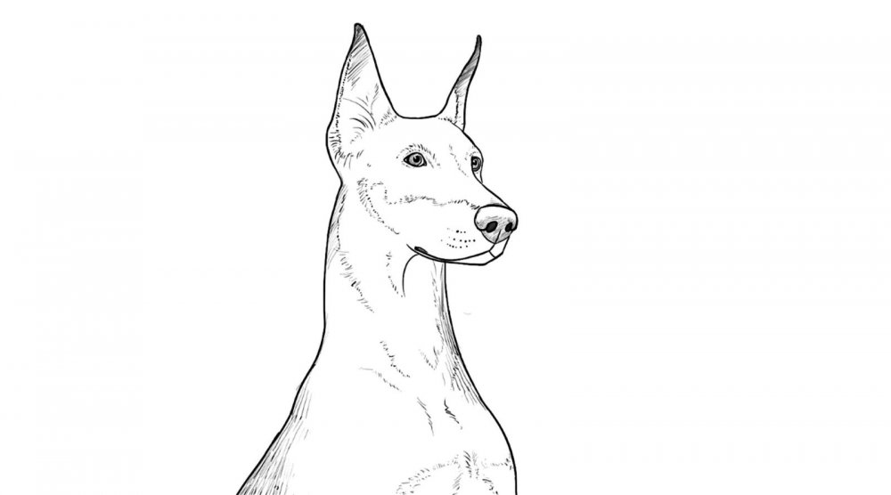 Раскраска собака Доберман